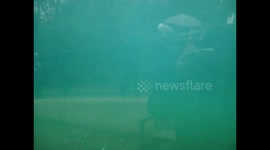 underwater  penguins  in Edinburgh