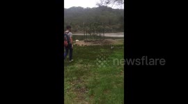 Duck turns around and attacks passing walker