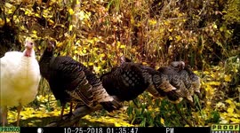 white turkey 25Oct2018