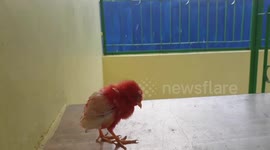 Baby chick going to die!