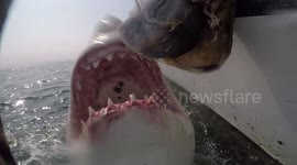 Close Encounter With Great With Sharks Powerful Jaws