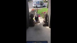 This dog loves fetching mail