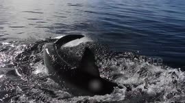 Cameraman gets splashed by great white shark