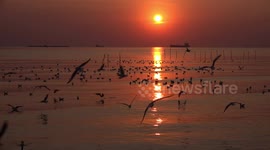 Sunset and seagulls.