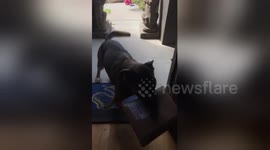 This dog loves fetching the mail