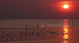 Sunset and seagulls.