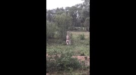 Cute Kangaroo