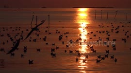 Sunlight beam on the ocean and seagulls.