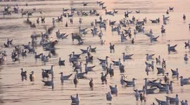 Seagulls on the ocean at sunset.