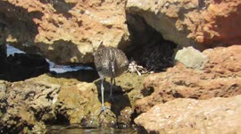 WILDLIFE:ANIMALS Curlew/Whimbrel hunting crab