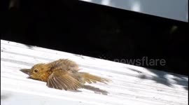 Young Robin sunbathing but looks like he’s given up on life already