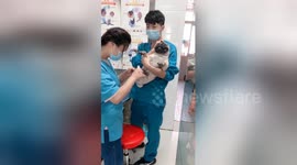 Hysterical pug screams just like a human during manicure