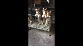 Puppy husky.. Soo adorable