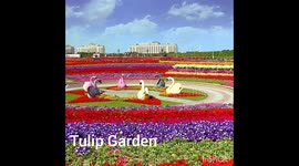 Largest Tulip Garden in Asia.