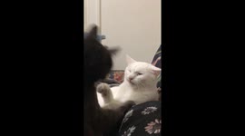 Cats engage in adorable silent slapping match