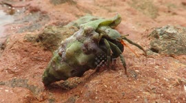 Hermit Crab close view