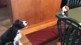 Funny English Springer Spaniel freaks out at Christmas present that looks like a little version of him!