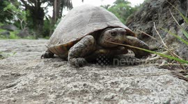 Turtle close view