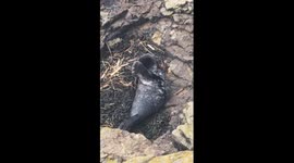 One-month-old seal pup rescued after being discovered sunbathing