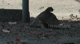 Sparrowhawk vs Starling