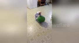 Puppy practices basketball dribbling