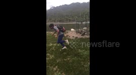 Duck turns around and attacks passing walker