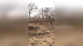 Newsflare Edit - Leopard hunting baby duiker