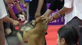 Shocking moment pit bull attacks Siberian husky at Thai pet show