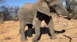 Moment elephant bull rips bendy pipe out of ground and almost whips watching tourists