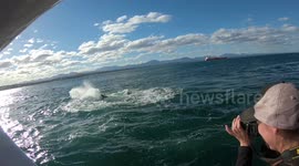 Lucky Seal Escapes Charging White Shark Right In front Of Research Team!