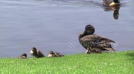 Mother Pacific Black Duck with her cute ducklings