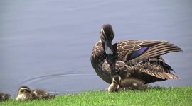 Mother Black Duck preening with her beautiful ducklings close by