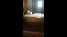 Preston the beagle puppy was stuck upstairs and was afraid to come down. I rescued him. This is his happy dance.