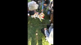 Nice Corgi loves its job as a stress relief animal