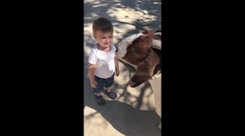 Toddler hugging all the goats at a farm