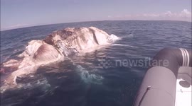 Diver films tiger sharks and great whites feasting on whale carcass off the coast of Australia