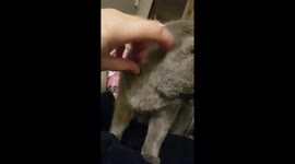 Dog spoils cats fun and gets a smack in the face for it