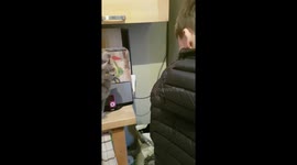 Cat chases human for constant love and attention
