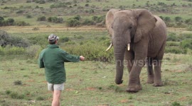 Park Ranger Confronts And Calms Scared Elephant