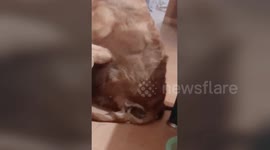 Cat gets sat on by dog after pulling it off a sofa