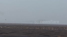 Stunning Golden plover Murmuration RSPB Snettisham Norfolk  23oct18 428p