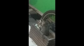 Two Kittens Play Boxing