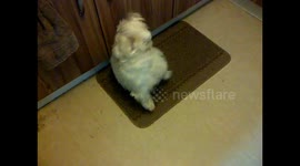 Jess the Westie Cupboard dancing