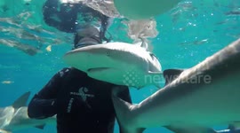 Extreme snorkeling with hungry sharks