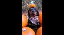 Goofy dog triumphantly balances pumpkin on head