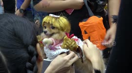 Cute dogs dress up for Halloween
