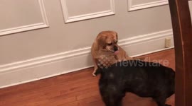 YouTuber Viva Frei Has a little difficulty carving a 1000 pound pumpkin with a chainsaw!