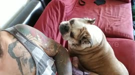 I guess I was confused about what my bulldog wanted