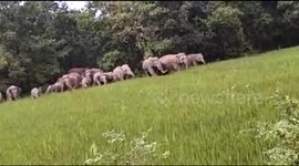Gang of 100 elephants raid Indian village looking for food