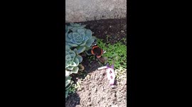 Beautifull Butterfly